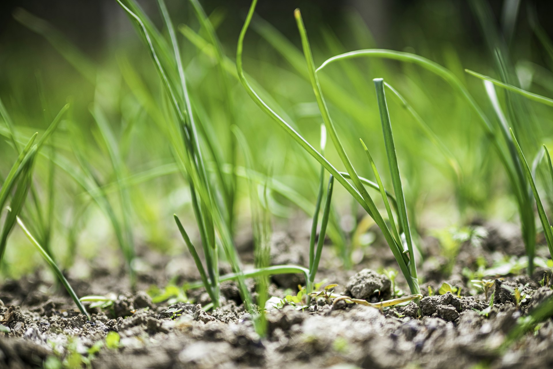 Unlocking the Advantages of Slow-Release Organic Fertilizers: Sustainable Solutions for Healthier Plants and Soil