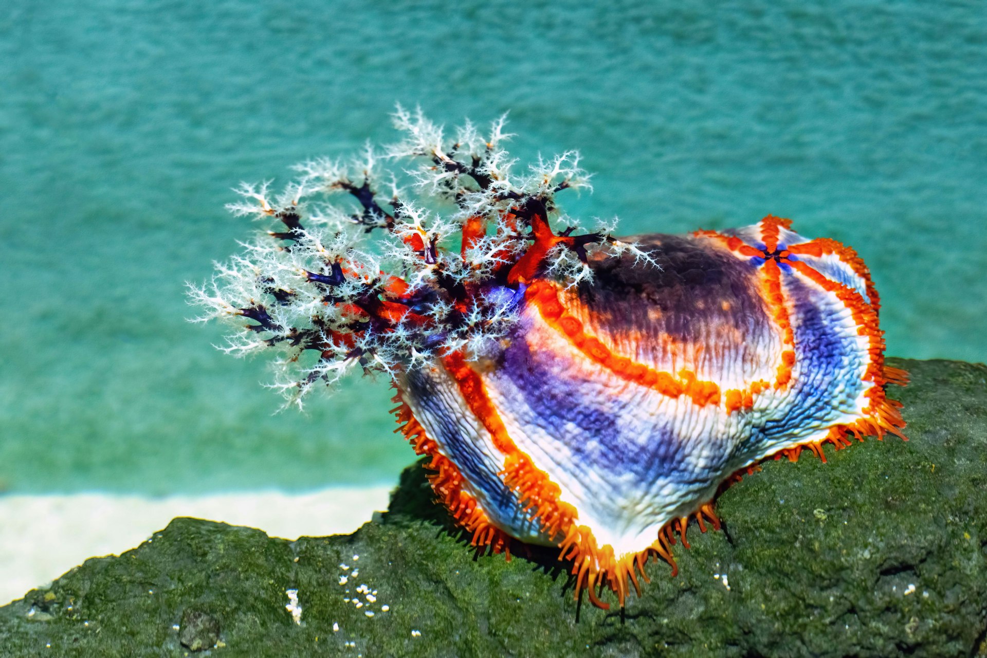 Biophilic Fashion Design: Transforming Style with Nature-Inspired Innovation